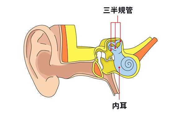 内耳の簡略図